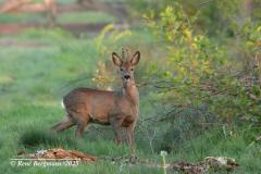 roe deer / ree (Capreolus capreolus)