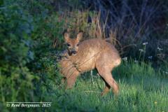 roe deer / ree (Capreolus capreolus)
