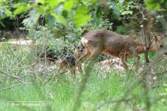 roe deer with fawn / ree met kalfje (Capreolus capreolus)