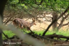 roe deer with fawn / ree met kalfje (Capreolus capreolus)