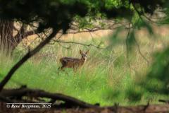 fawn / reekalfje (Capreolus capreolus)