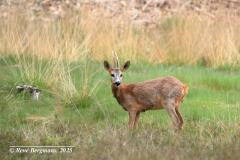 roe deer / ree (Capreolus capreolus)