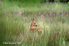 roe deer / ree (Capreolus capreolus)