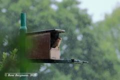 common kestrel / torenvalk (Falco tinnunculus)