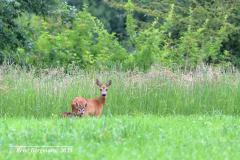 roe deer / ree (Capreolus capreolus) with fawn