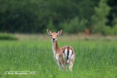 fallow deer / damhert (Dama dama)