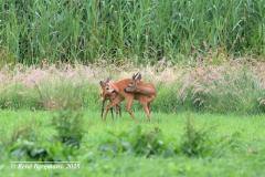 roe deer / ree (Capreolus capreolus)