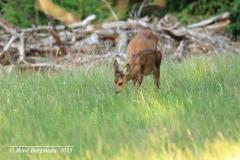 roe deer with fawn / ree met kalfje (Capreolus capreolus)