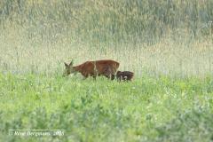 roe deer with 2 fawns / ree met 2 kalfjes (Capreolus capreolus)