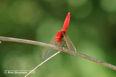 scarlet dragonfly / vuurlibel (Crocothemis erythraea)