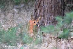 roe deer / ree (Capreolus capreolus)