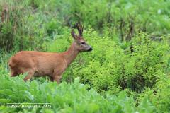 roe deer / ree (Capreolus capreolus)