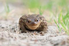 Toad / Pad