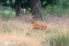 roe deer / ree (Capreolus capreolus)