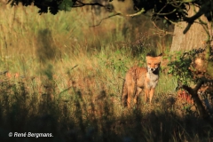 Red fox / Vos (Vulpes vulpes)
