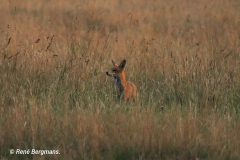 Red fox / Vos (Vulpes vulpes)