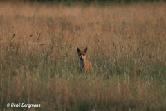 Red fox / Vos (Vulpes vulpes)