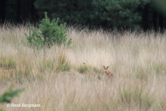 Red fox / Vos (Vulpes vulpes)