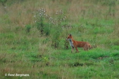 Red fox / Vos (Vulpes vulpes)