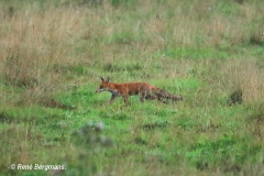 Red fox / Vos (Vulpes vulpes)