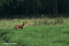 Red fox / Vos (Vulpes vulpes)