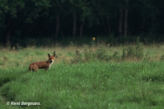 Red fox / Vos (Vulpes vulpes)