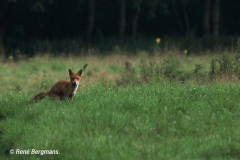 Red fox / Vos (Vulpes vulpes)