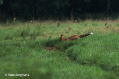 Red fox / Vos (Vulpes vulpes)