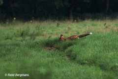 Red fox / Vos (Vulpes vulpes)