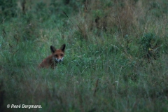 Red fox / Vos (Vulpes vulpes)