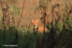 Red fox / Vos (Vulpes vulpes)