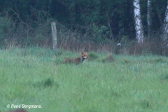 Red fox / Vos (Vulpes vulpes)