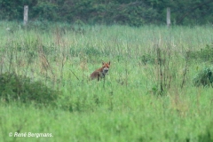 Red fox / Vos (Vulpes vulpes)