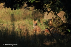 Red fox / Vos (Vulpes vulpes)