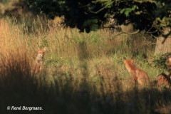 Red fox / Vos (Vulpes vulpes)