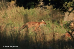 Red fox / Vos (Vulpes vulpes)