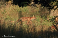 Red fox / Vos (Vulpes vulpes)