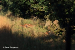 Red fox / Vos (Vulpes vulpes)