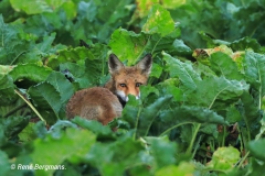 Red fox / Vos (Vulpes vulpes)