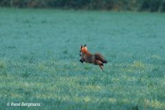 Red fox / Vos (Vulpes vulpes)