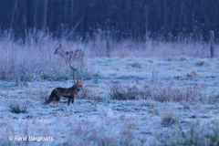 Red fox / Vos (Vulpes vulpes)