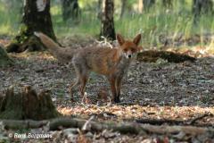 Red fox / Vos (Vulpes vulpes)