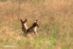 Red fox / Vos (Vulpes vulpes)