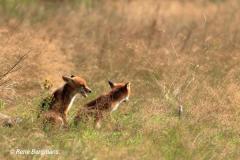 Red fox / Vos (Vulpes vulpes)