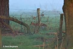 Red fox / Vos (Vulpes vulpes)