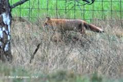 red fox / vos (Vulpes vulpes)
