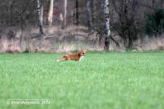 red fox / vos (Vulpes vulpes)