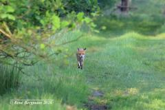 red fox / vos (Vulpes vulpes)