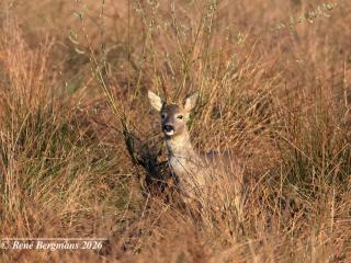 Roe deer bucks 2026