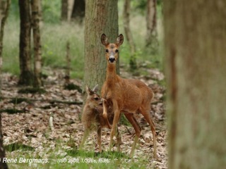 Fawns